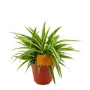 Chlorophytum Ocean - Spider Plant