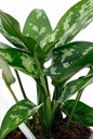 Aglaonema Maria أغلاونيما ماريا — Terra Garden Kuwait | تيرا غاردن الكويت