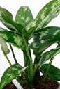 Aglaonema Maria