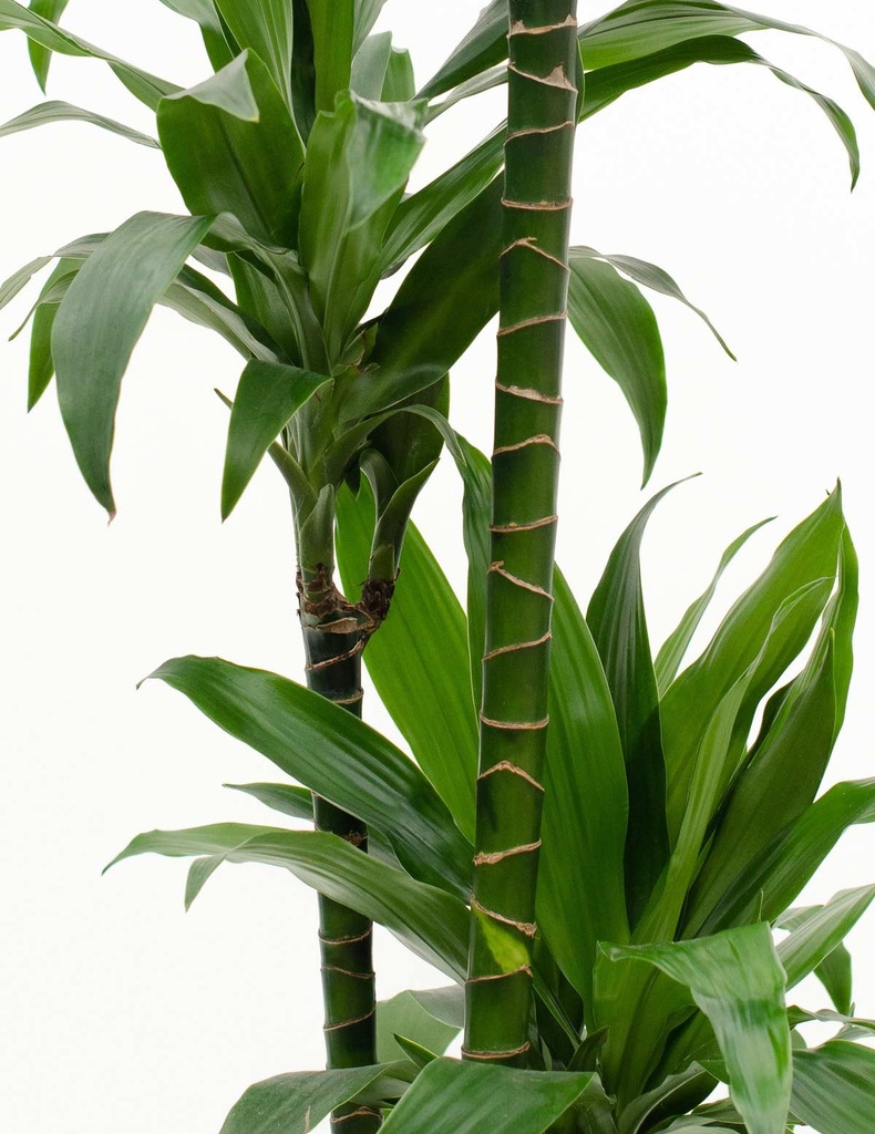 Dracaena Janet Craig