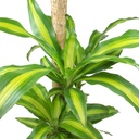 Dracaena Massangeana Variegated