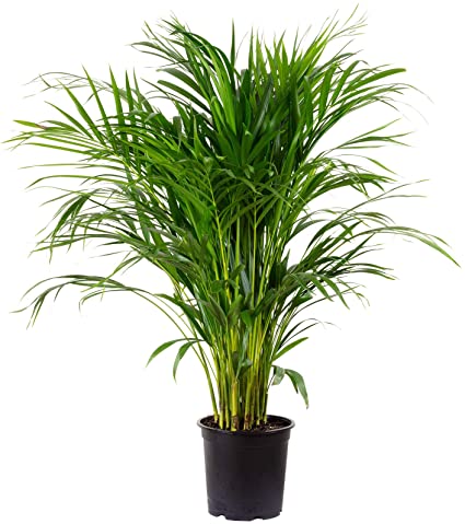 Dypsis Lutescens ديبسيس لوتيسينز (نخيل الذهب) — Terra Garden Kuwait | تيرا غاردن الكويت