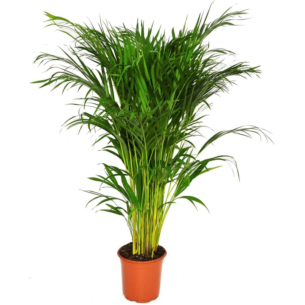 Dypsis Lutescens ديبسيس لوتيسينز (نخيل الذهب) — Terra Garden Kuwait | تيرا غاردن الكويت