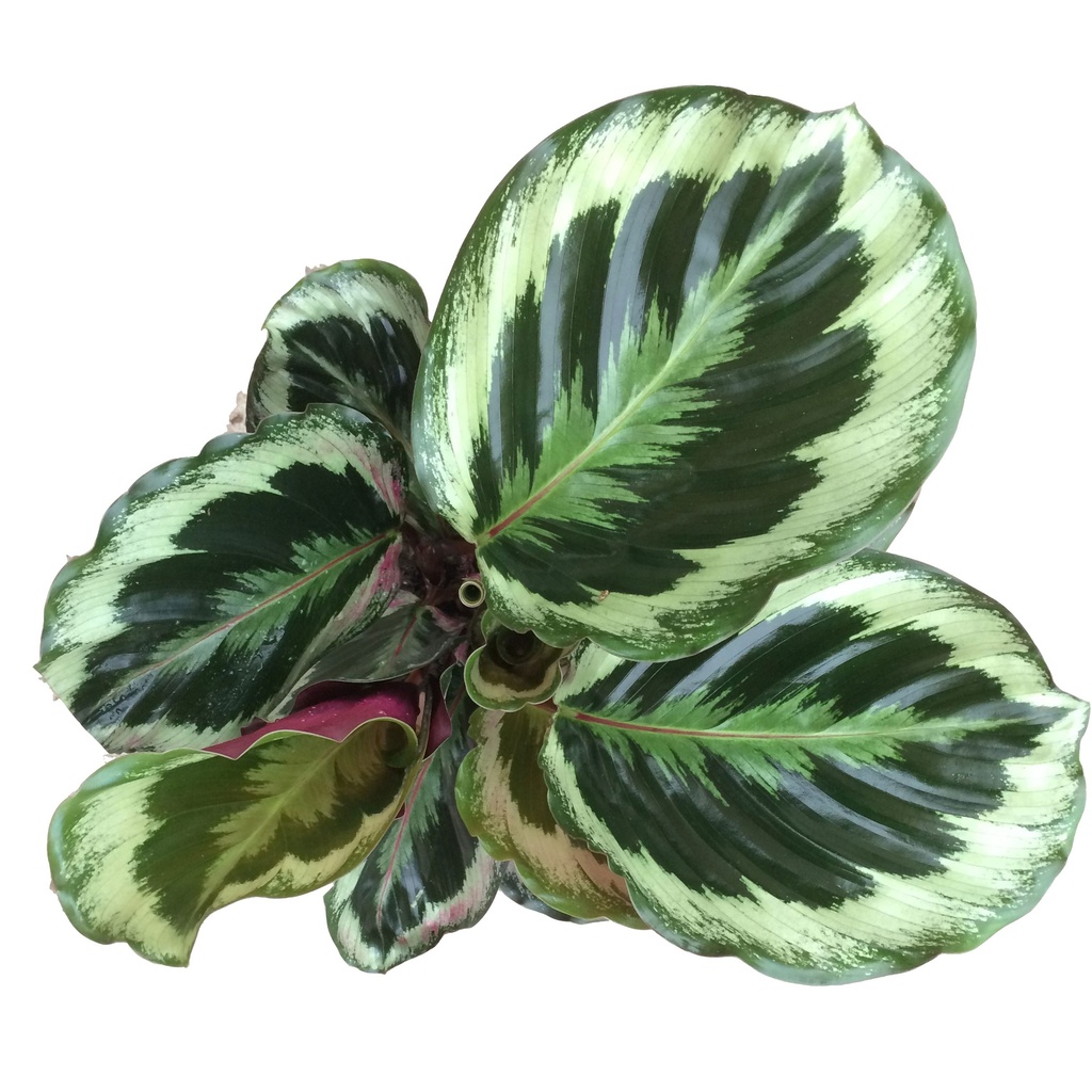 Calathea Medallion كالاثيا ميداليون — Terra Garden Kuwait | تيرا غاردن الكويت