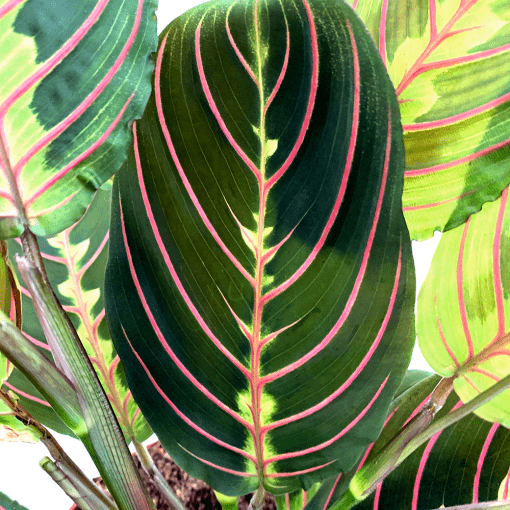 Maranta Leuconeura Fascinator