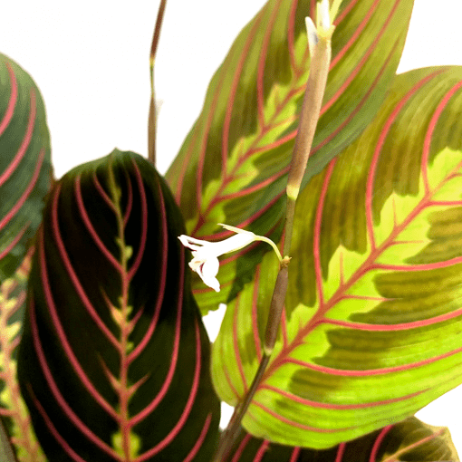 Maranta Leuconeura Fascinator