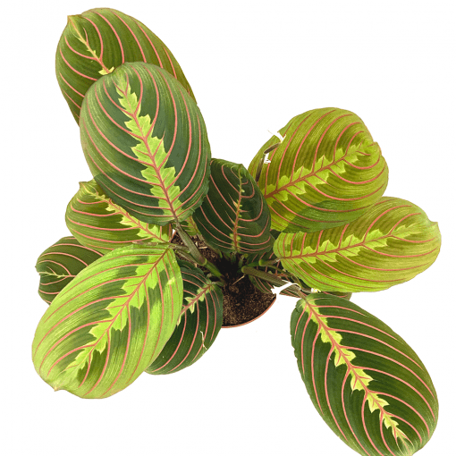 Maranta Leuconeura Fascinator مارانتا ليوكونيورا فاسيناتور — Terra Garden Kuwait | تيرا غاردن الكويت