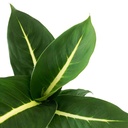Dieffenbachia Green Magic  ديفينباخيا السحر الأخضر — Terra Garden Kuwait | تيرا غاردن الكويت