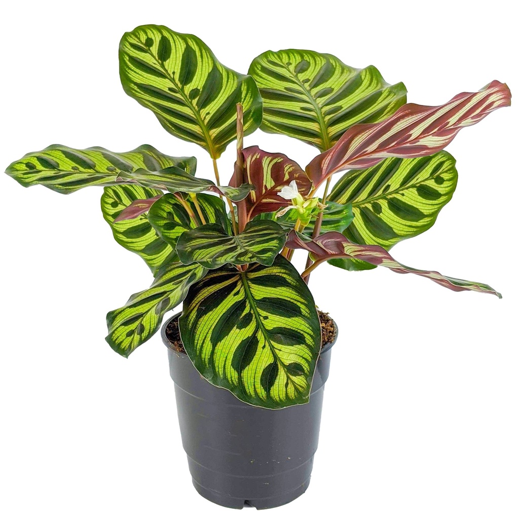 Calathea Makoyana Peacock - 35CM كالاثيا ماكويانا الطاووس - 35 سم