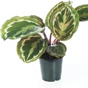 Calathea Medallion كالاثيا ميداليون