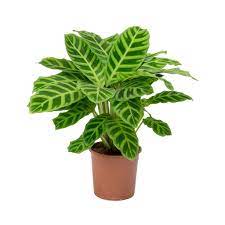 Calathea Zebrina كالاثيا زيبرينا