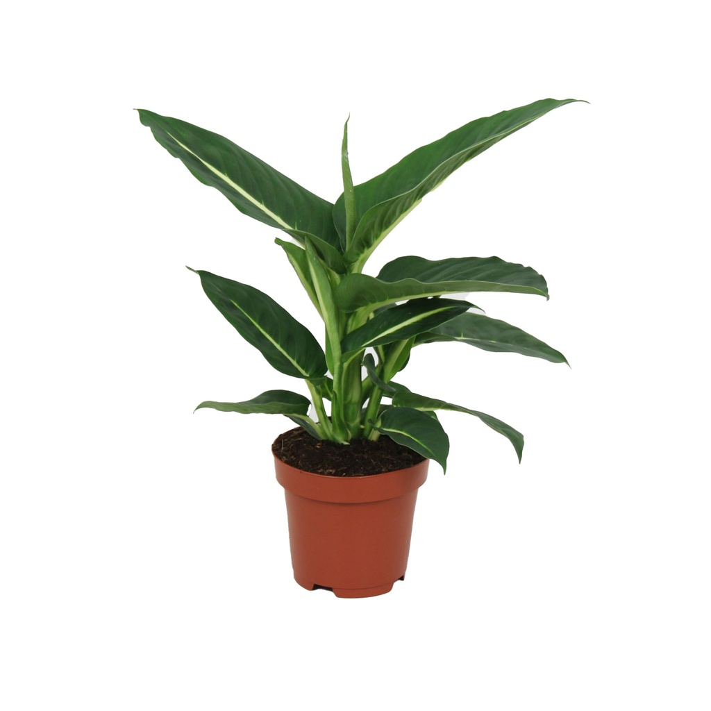 Dieffenbachia Green Magic  ديفينباخيا السحر الأخضر