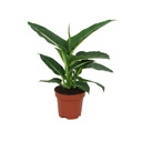 Dieffenbachia Green Magic  ديفينباخيا السحر الأخضر