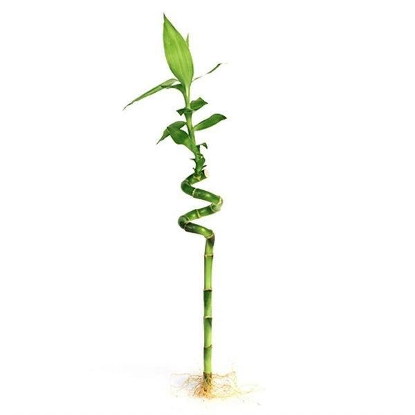 Dracaena Lucky Bamboo Spiral دراسينا خيزران الحظ حلزوني