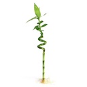 Dracaena Lucky Bamboo Spiral