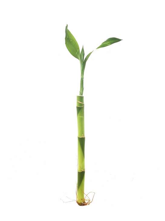 Dracaena Lucky Bamboo Straight دراسينا خيزران الحظ مستقيم