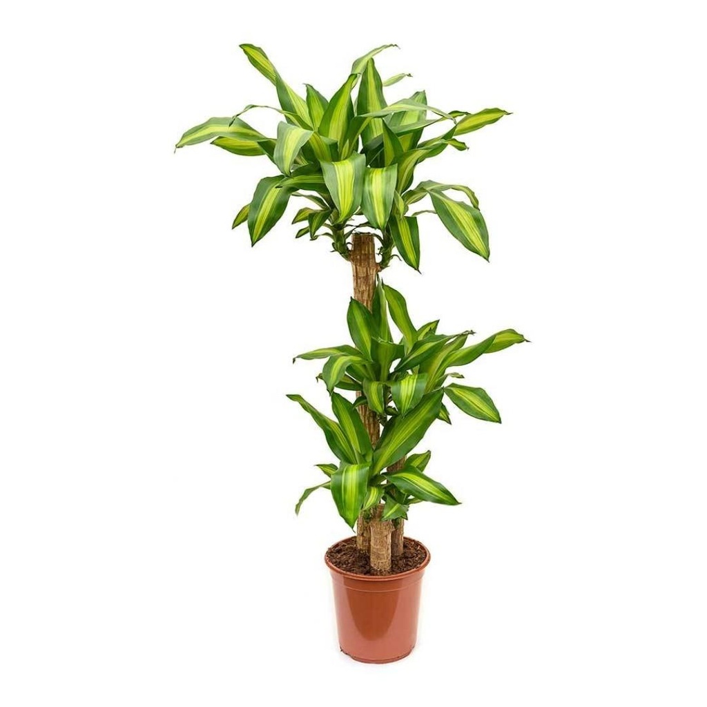 Dracaena Massangeana Variegated دراسينا ماسانجيانا متعددة الألوان