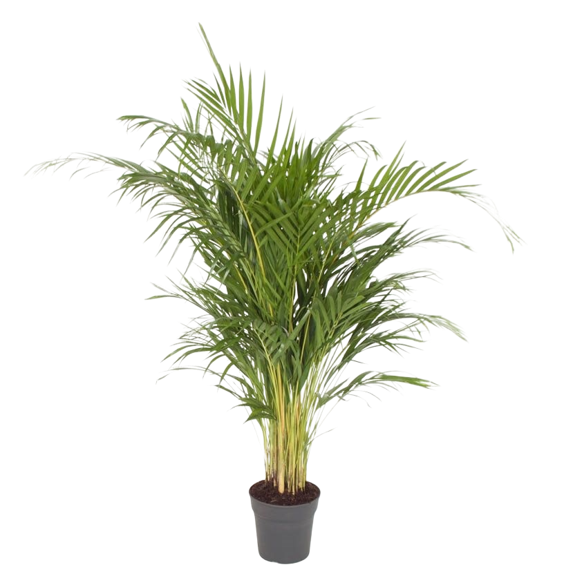 Dypsis Lutescens / Areca Palm دبسيس لوتسنس / نخيل الأريكا