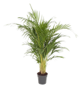 Dypsis Lutescens / Areca Palm دبسيس لوتسنس / نخيل الأريكا