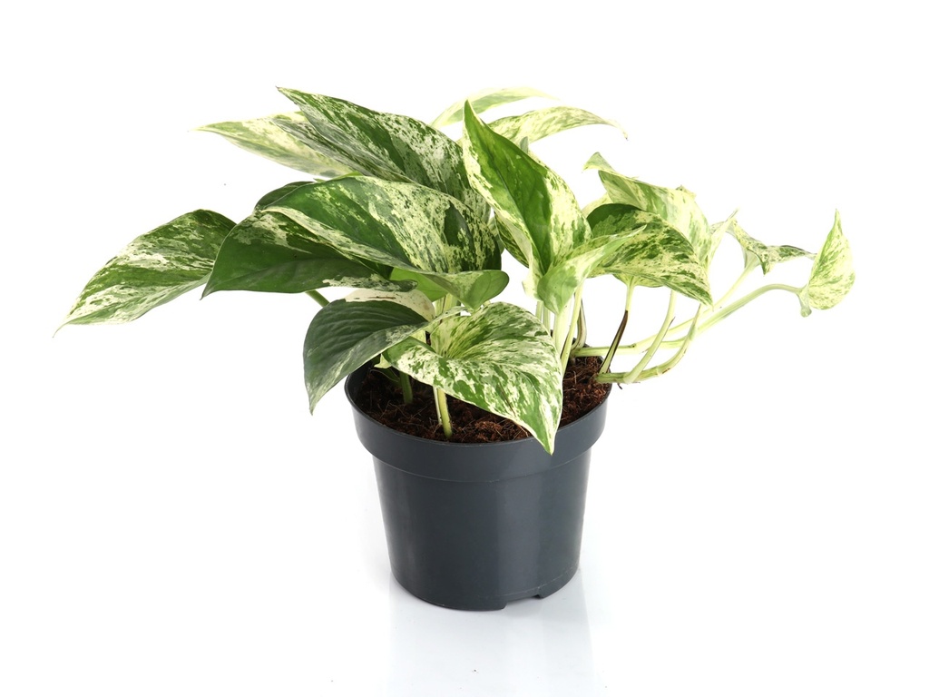 Epipremnum Marble Queen إيبيبريمنوم ملكة الرخام