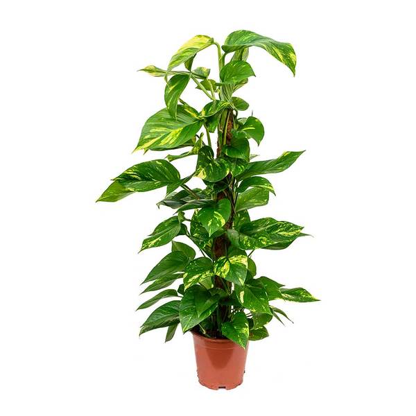 Epipremnum Pinnatum in Mosstick