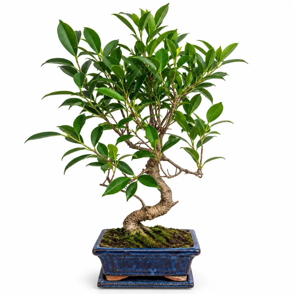 Ficus Microcarpa Bonsai بونساي فيكس ميكروكاربا