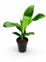 نخيل جانغل درام