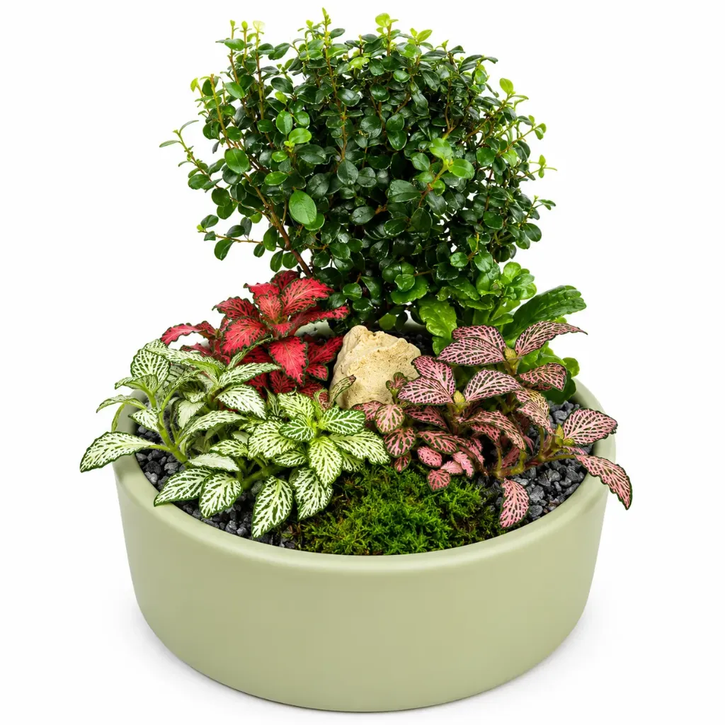 Lush Miniature Garden حديقة مصغّرة خضراء