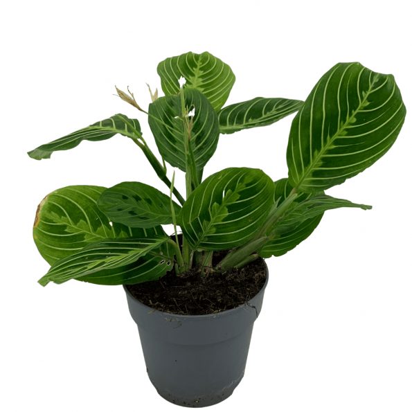 Maranta Lemon Lime مارانتا ليمون لايم