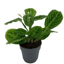 Maranta Lemon Lime مارانتا ليمون لايم