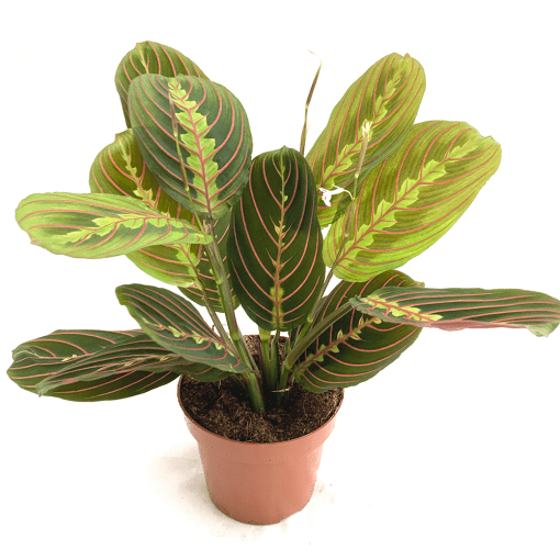Maranta Leuconeura Fascinator مارانتا ليوكونيورا فاسيناتور