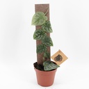 Monstera Dubia مونستيرا دوبيا