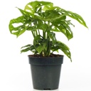 Monstera Monkey Mask