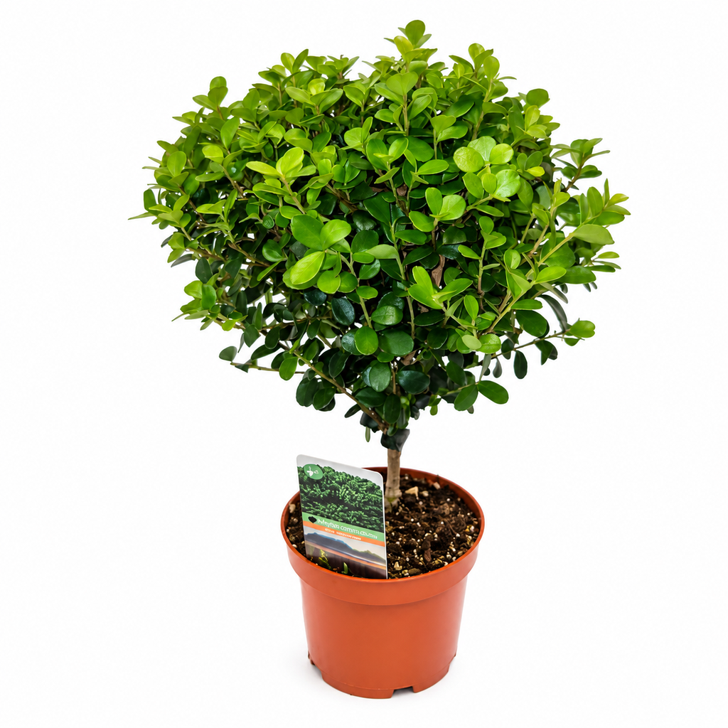 Myrsine Africana ميرسين أفريكانا / ميرسين أفريقية