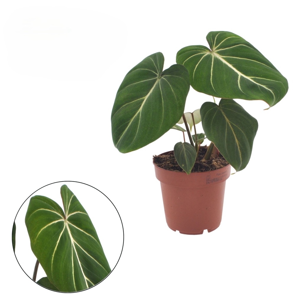 Philodendron Gloriosum فيلودندرون غلوريوسوم
