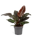 Philodendron Imperial Red فيلودندرون الإمبراطوري الأحمر