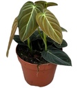 Philodendron Melanochrysum - 12/50