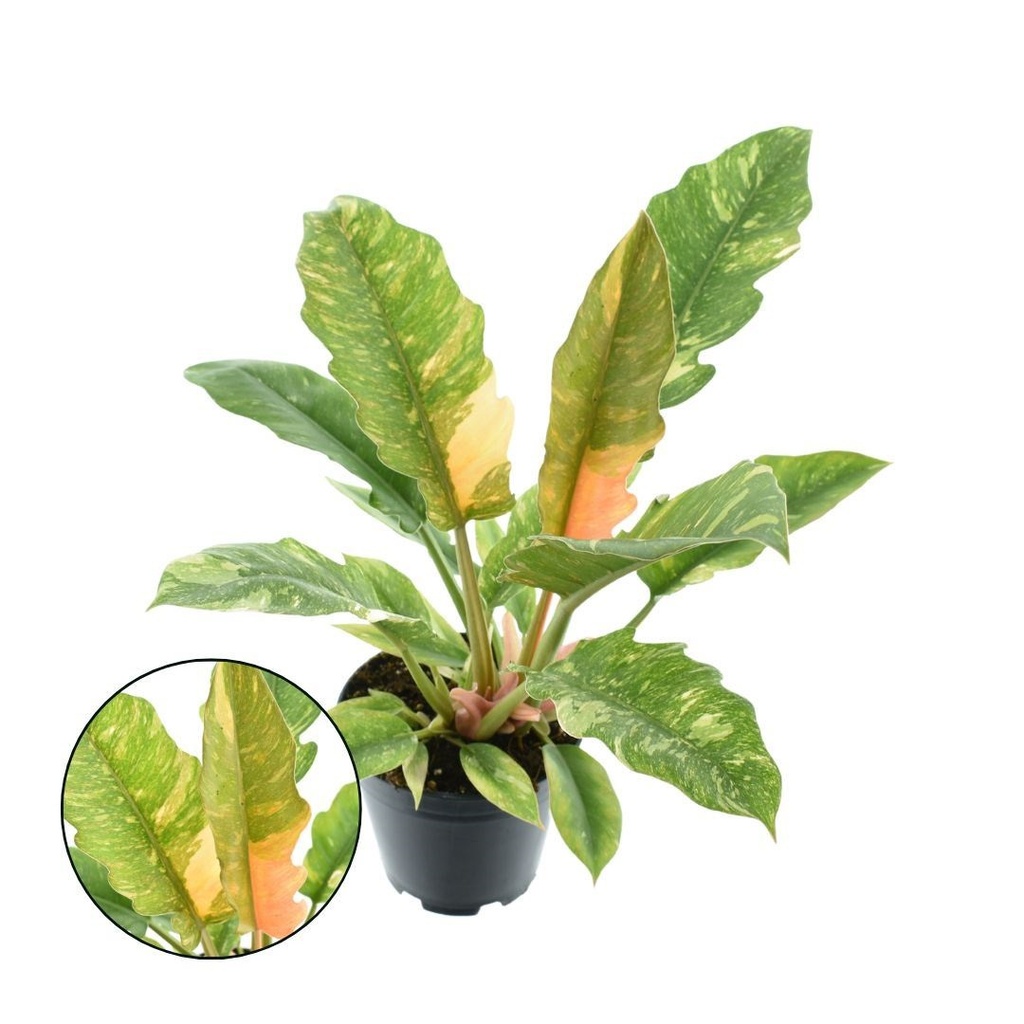 Philodendron 'Ring of Fire' فيلودندرون حلقة النار