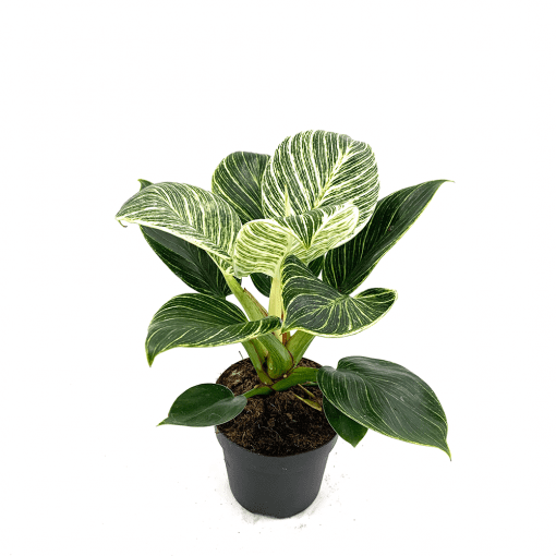 Philodendron 'Birkin' فيلودندرون بيركين