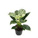 Philodendron 'Birkin' فيلودندرون بيركين
