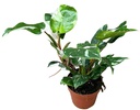 Philodendron White Princess - 17/30