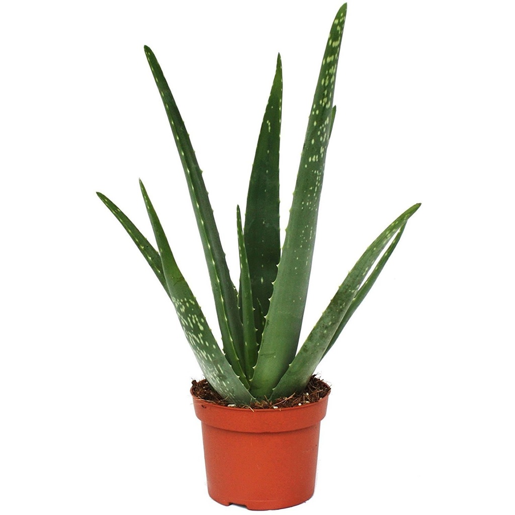 Aloe Vera نبتة الألوفيرا