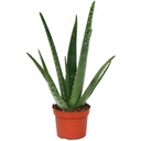 Aloe Vera نبتة الألوفيرا