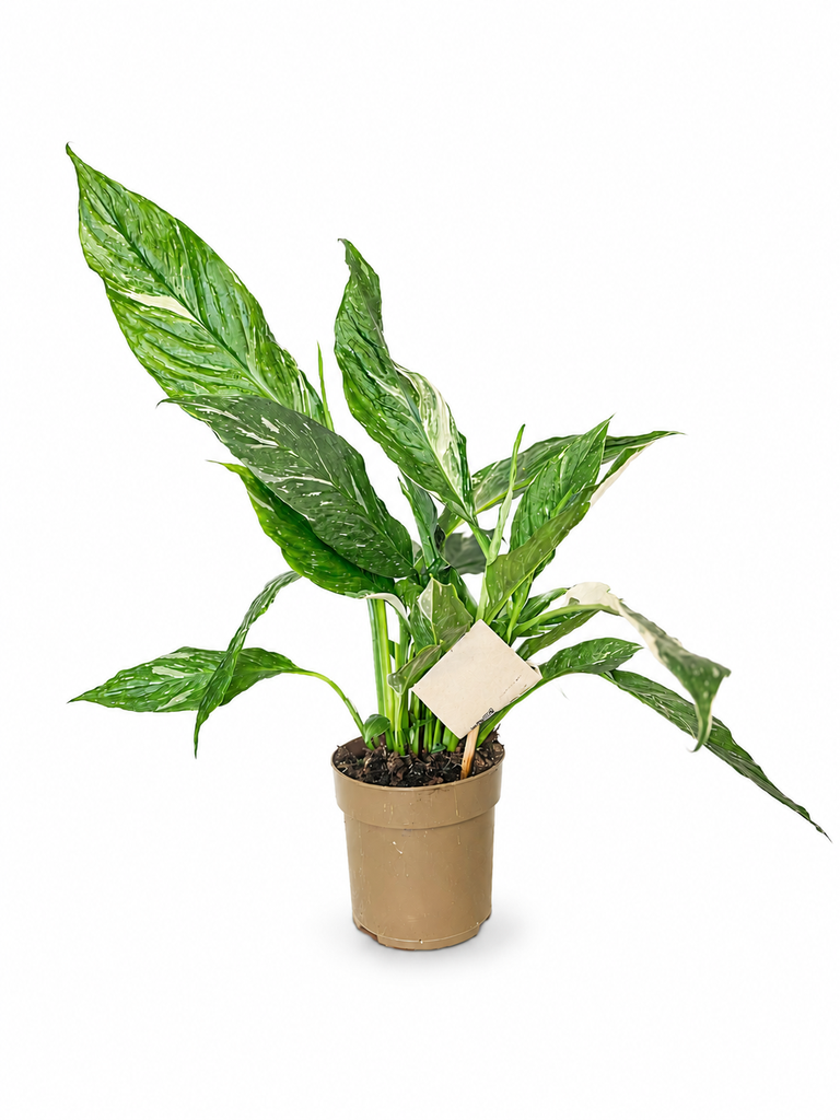 Variegated Spathiphyllum سباثيفيلوم مبرقش / زنبق السلام المبرقش