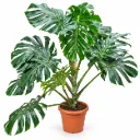 Monstera Deliciosa Plant - 35/180