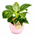 Potted Philodendron Birkin فيلوديندرون بيركن بوعاء