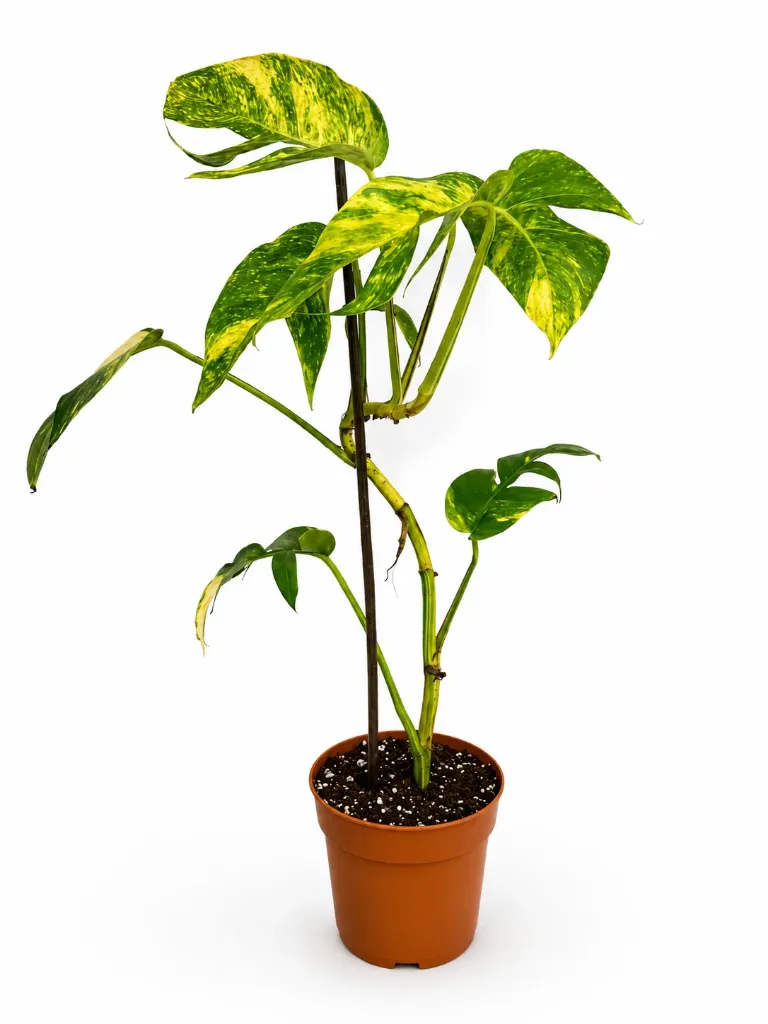 Epipremnum pinnatum ‘Cintho Goldfinger’ إبيبرمنوم بيناتوم «سينثو جولدفينغر»