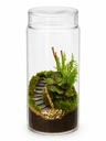 Forest Stairway Moss Terrarium تراريوم طحالب بدرج الغابة 