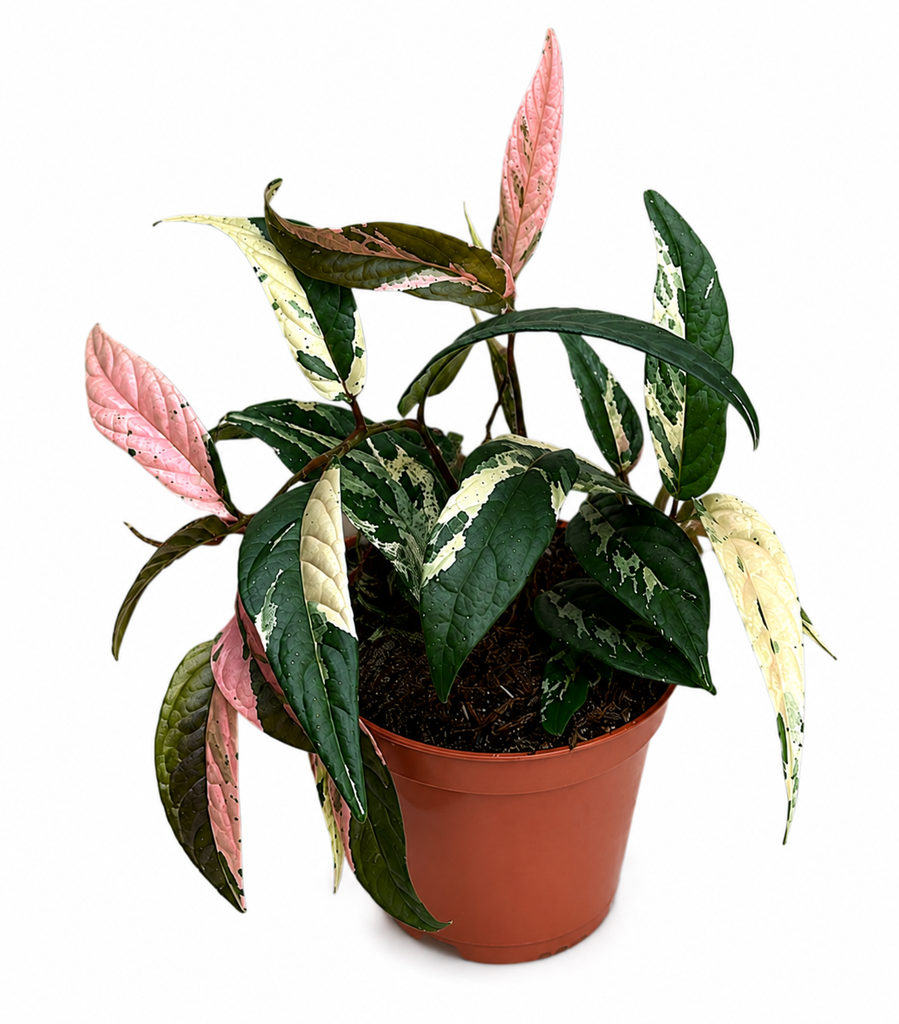[F-12] Ficus Sagittata Tricolor
