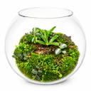 Moss Sanctuary Terrarium – XL تراريوم ملاذ الطحالب – XL
